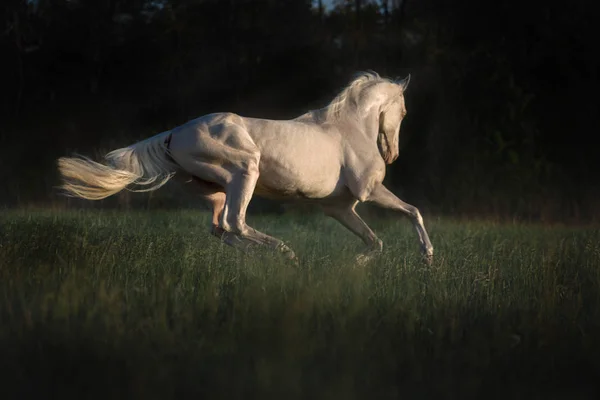 Cremello cavalo corre na grama no fundo da floresta escura — Fotografia de Stock