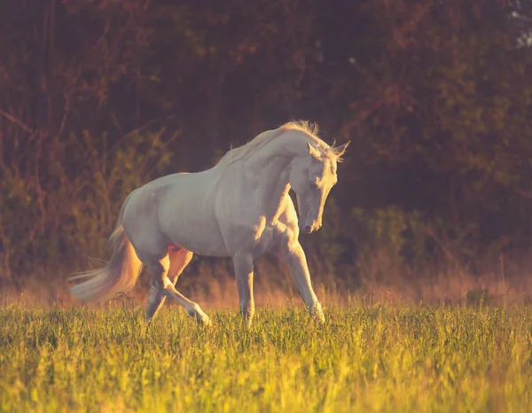 Cremello horse runs on the grass on dark forest background — Stock Photo, Image