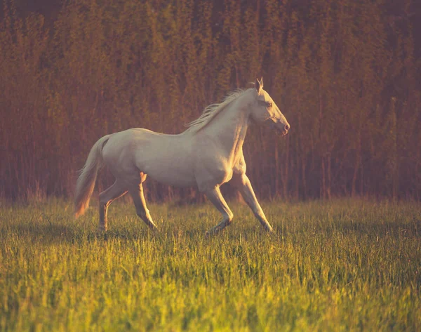 Cremello cavalo corre na grama no fundo da floresta escura — Fotografia de Stock