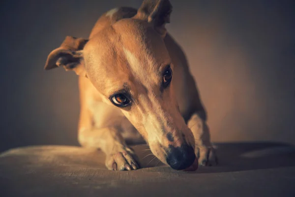 Retrato de perro whippet hanting —  Fotos de Stock