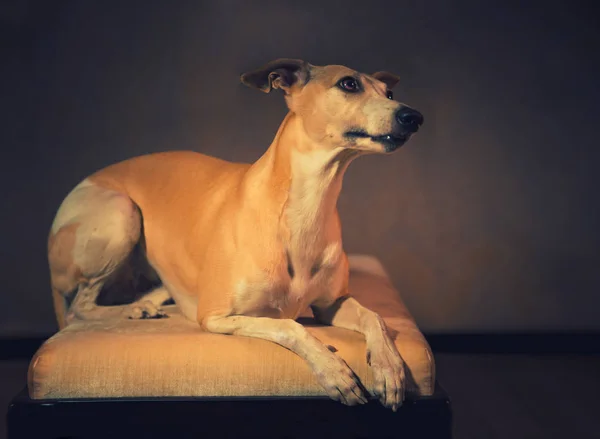 Retrato de perro whippet hanting —  Fotos de Stock