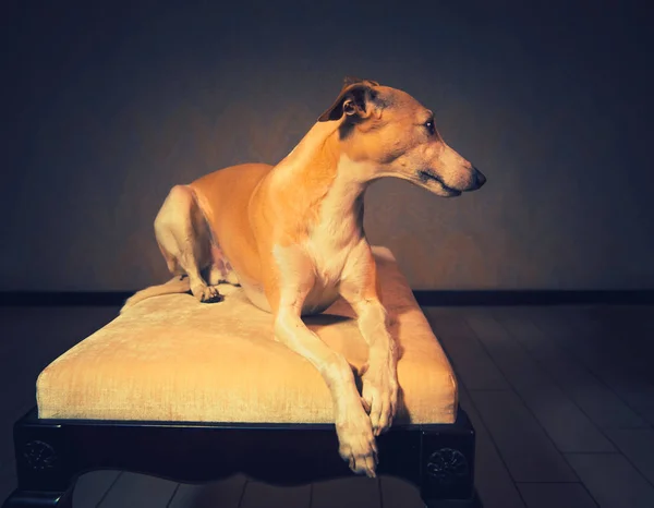 Retrato de perro whippet hanting —  Fotos de Stock