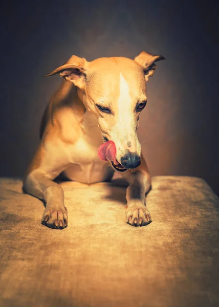 Πορτραίτο σκύλου hanting ταχύπους σκύλος κυνοδρομίας — Φωτογραφία Αρχείου