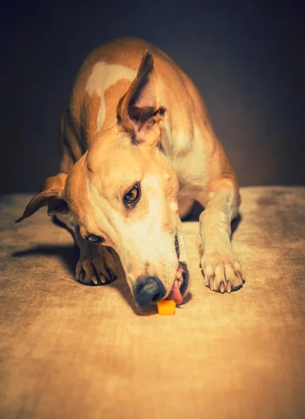 Πορτραίτο σκύλου hanting ταχύπους σκύλος κυνοδρομίας — Φωτογραφία Αρχείου