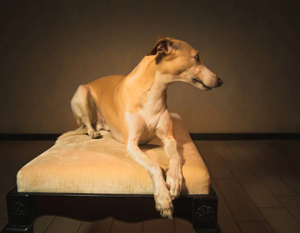 Retrato de perro whippet hanting —  Fotos de Stock