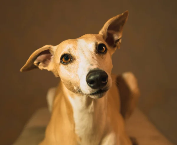 Retrato de perro whippet hanting —  Fotos de Stock