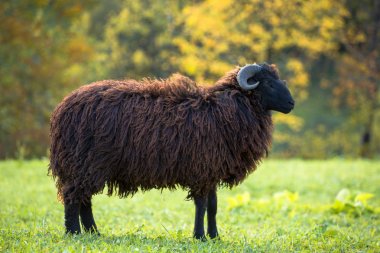 Kara koyun yeşil çayır üzerinde kalır