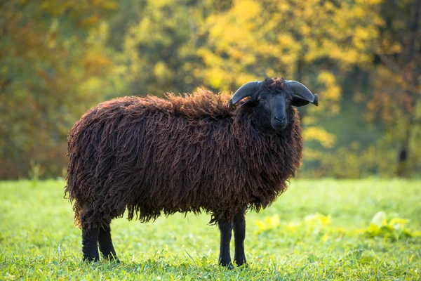 Zwarte schaap blijft op groene weide — Stockfoto