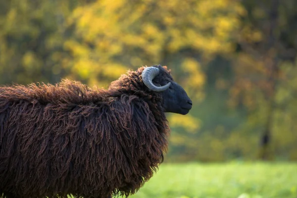 Fekete bárány zöld réten portréja — Stock Fotó