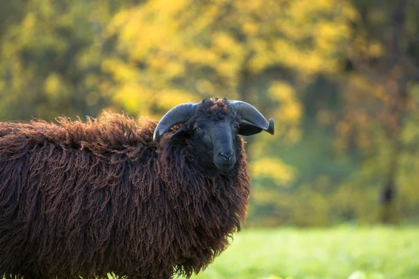 Fekete bárány zöld réten — Stock Fotó