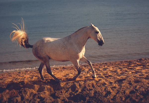 Vita hästen körs på stranden vid havet bakgrunden — Stockfoto