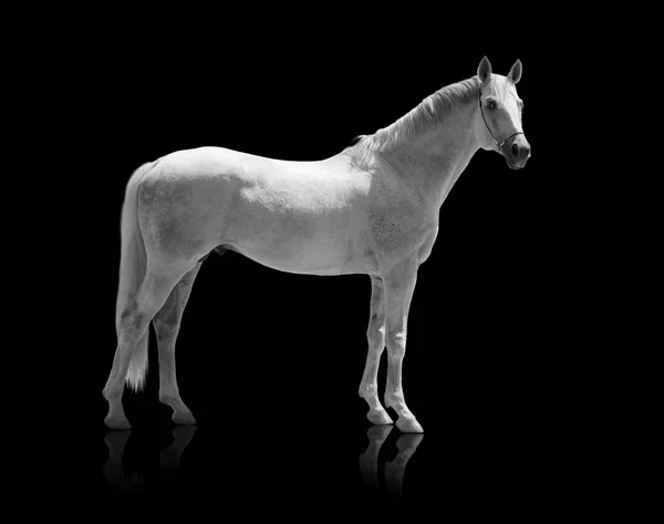 Caballo blanco aislado de sobre el fondo negro —  Fotos de Stock