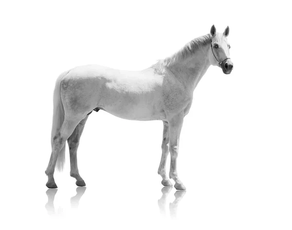 Білий кінь ізольований на білому тлі — стокове фото