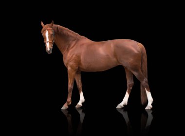 siyah arka plan üzerine izole kırmızı at dış