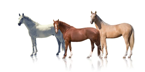 Trois chevaux restent isolés sur le fond blanc — Photo