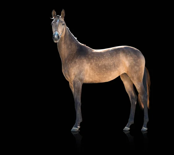 Exterior de piel de caballo aislado sobre fondo negro — Foto de Stock