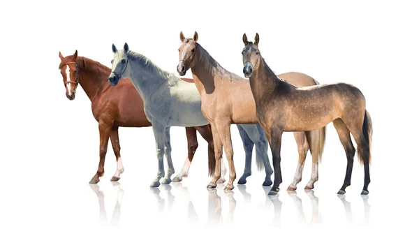 Quatro cavalos permanecem isolados no fundo branco — Fotografia de Stock