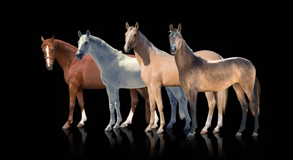 Чотири коні залишаються ізольовані на чорному тлі — стокове фото
