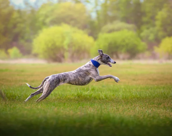 Whippet psa działa na trawie — Zdjęcie stockowe