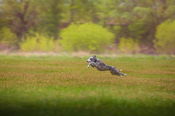 whippet dog runs on the grass
