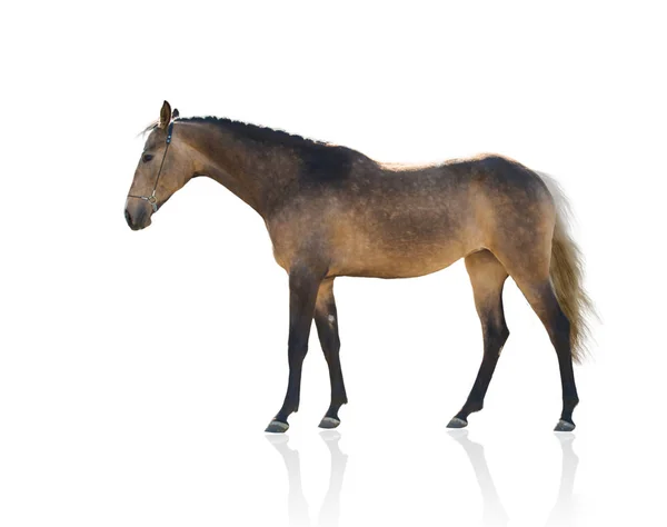 Buitenkant van buckskins paard geïsoleerd op witte achtergrond — Stockfoto