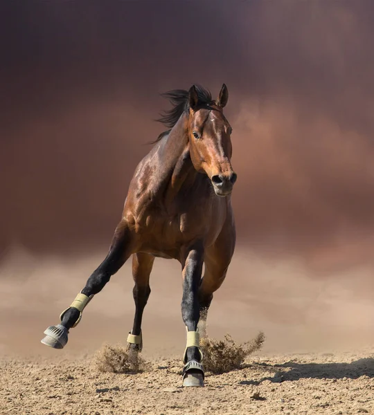 Baai paard springt op donkere wolken en stof achtergrond — Stockfoto
