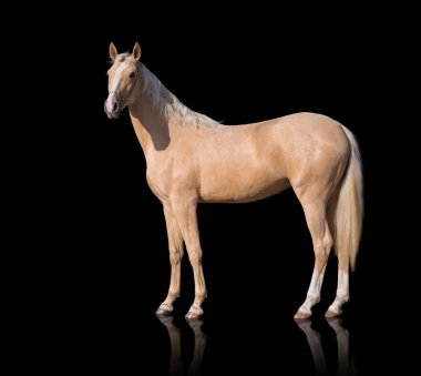 Dış siyah arka plan üzerine izole palomino at
