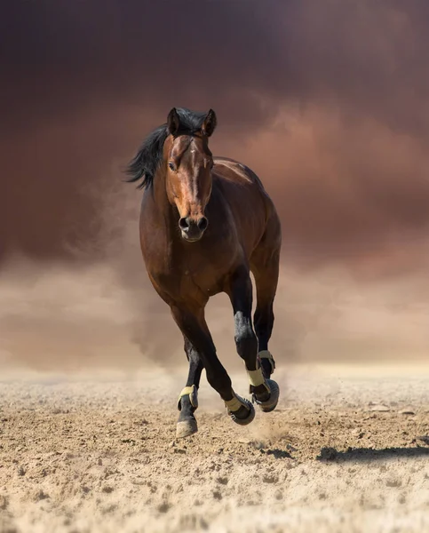 Bay häst går framåt på mörka moln och damm bakgrund — Stockfoto