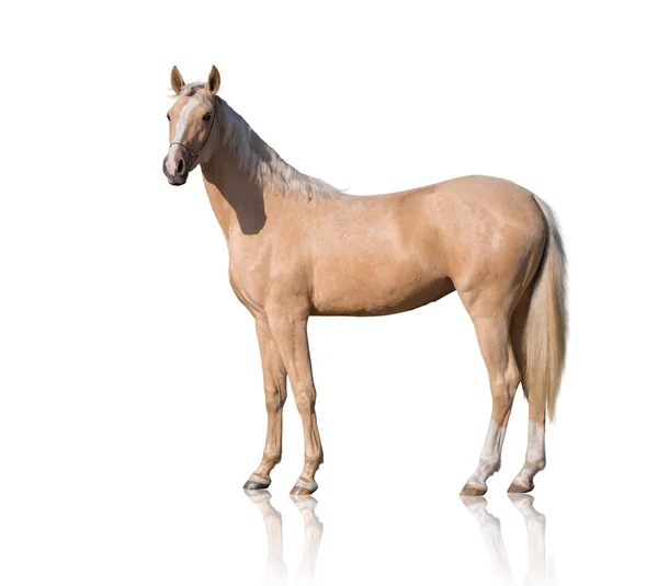 Dış beyaz arka plan üzerinde izole palomino at