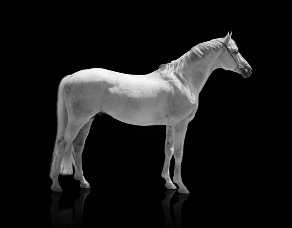 Biały koń na białym tle z na czarnym tle — Zdjęcie stockowe