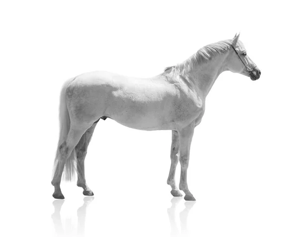 Bílý kůň z izolovaných na bílém pozadí — Stock fotografie