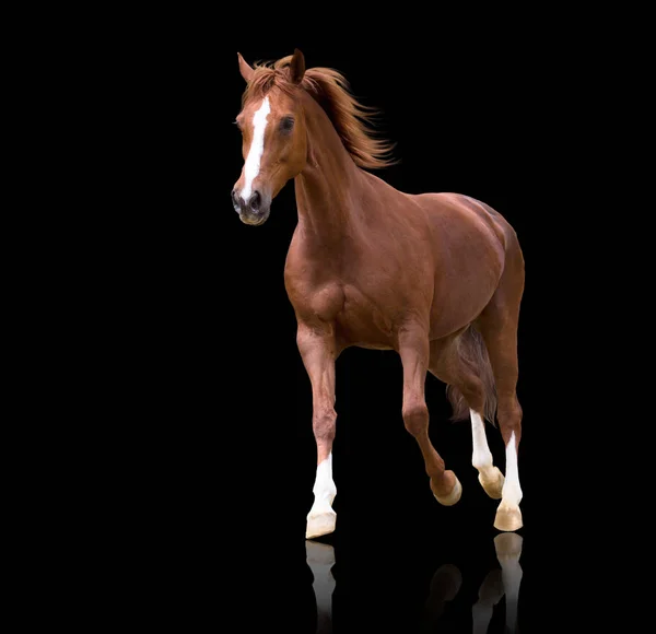 Piros ló, fekete háttér elszigetelt — Stock Fotó