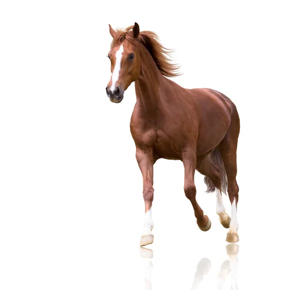 Caballo rojo aislado sobre fondo blanco —  Fotos de Stock