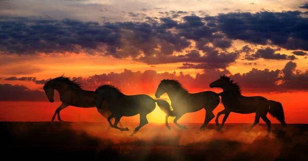 Quatre chevaux courent sur fond de coucher de soleil orange — Photo