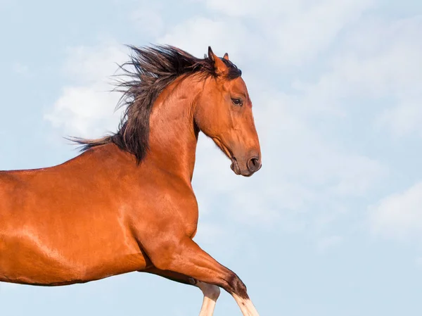 Potrtait 하늘 배경에 붉은 말의 — 스톡 사진