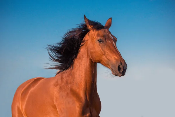 Potrtait czerwony koń na tle nieba — Zdjęcie stockowe