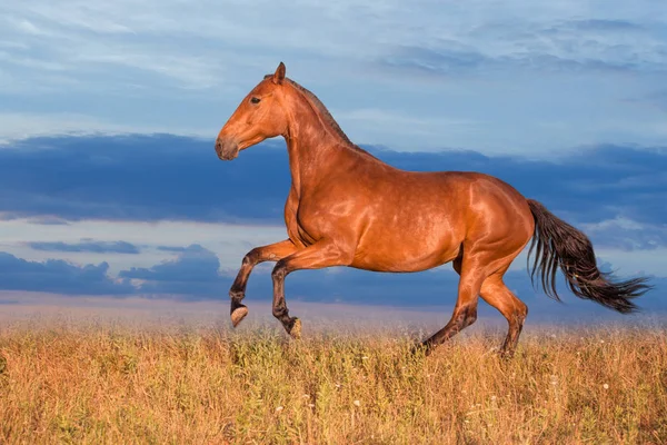 Залив лошадь бежит по траве на фоне неба — стоковое фото