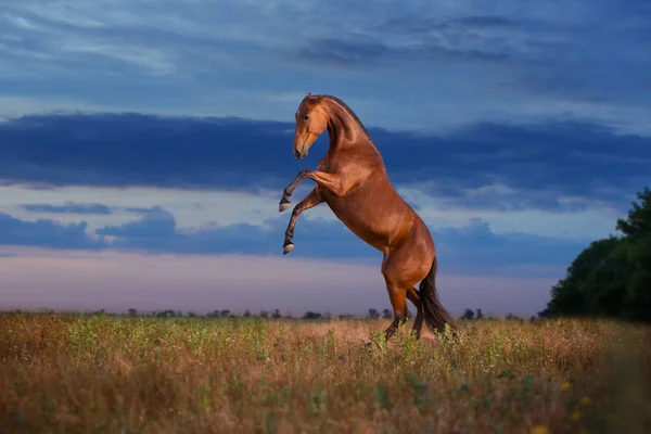 Zatoki hodowanego konia na tle nieba wieczorem — Zdjęcie stockowe