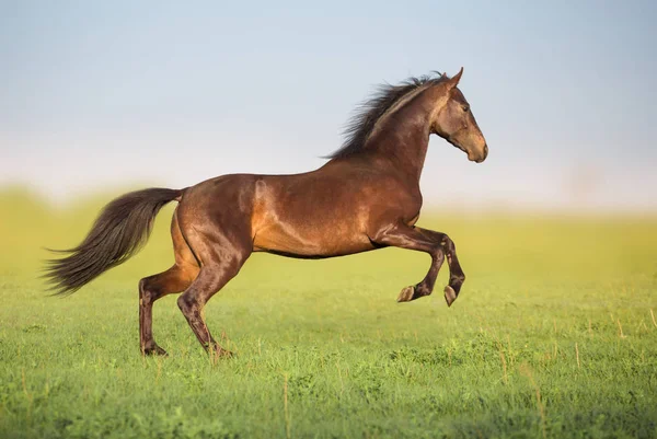 Brun häst hoppa i det gröna fältet — Stockfoto