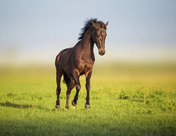 Caballo de bahía corre en el campo verde — Foto de Stock