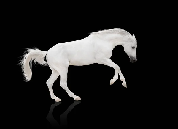 孤立在黑色背景上的白色马运行 — 图库照片