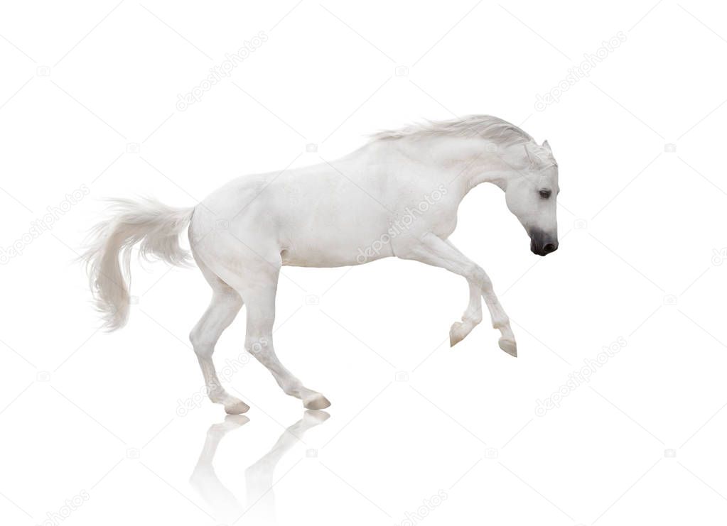 white horse runs isolated on white background