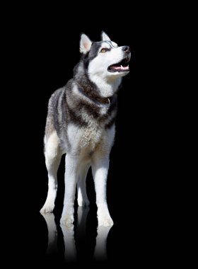 Siyah arka plan üzerine izole husky köpek