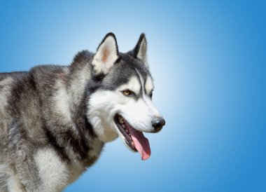 Portre od husky köpek mavi zemin üzerine