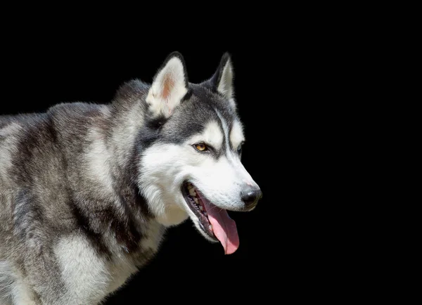 Ritratto od husky cane sullo sfondo nero — Foto Stock