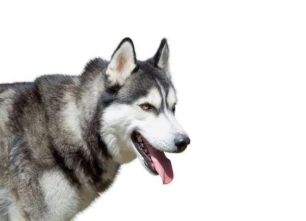 Beyaz arka plan üzerinde portre od husky köpek — Stok fotoğraf