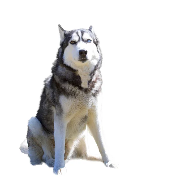 Husky dog with blue eye isolated on white background — Stock Photo, Image