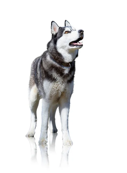Husky dog isolated on white background — Stock Photo, Image