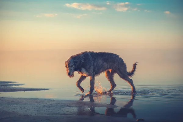 Μεγάλο γκρι σκύλος πάει στο νερό — Φωτογραφία Αρχείου