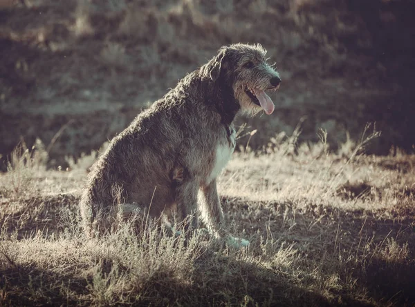 Gran perro gris se sienta a través de la hierba gris —  Fotos de Stock